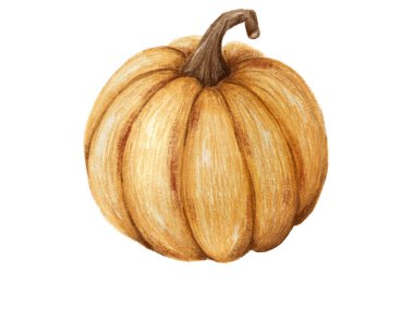 Beyaz arkaplanda kabak çizimi izole edildi