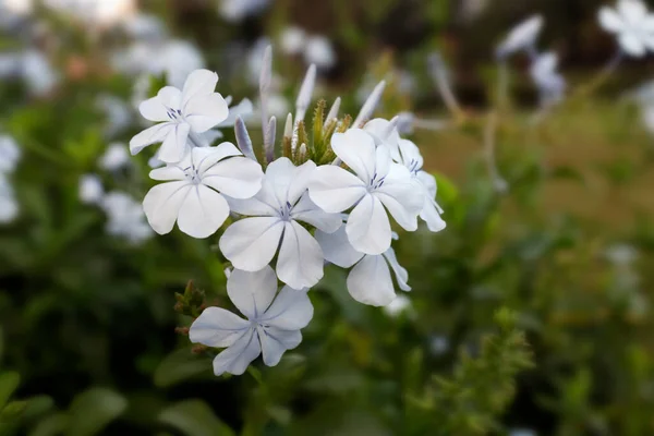 Light Blue Phlox Flowers Clusters Five Petal Blooms — Stock Photo, Image