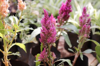 Horoz tarağı, parktaki Çin kırmızı çiçeği.