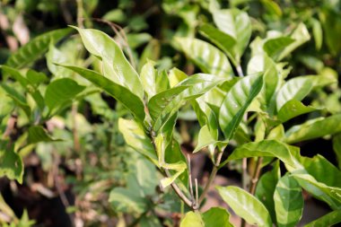 Hindistan 'daki Chandni çiçek ağacı Tabernaemontana koronaria bitkisi