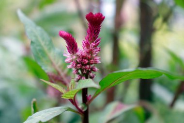 Mor çiçeğin seçici odak noktası bahçedeki gümüş horoz tarağı, yaygın olarak kuş tüyü olarak bilinen tropikal kökenli bitkisel bir bitkidir..