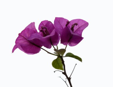 Bougainvillea Ağacı Yaprağı saksıda