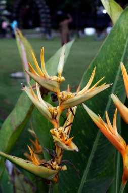 Sarı süsen çiçekleri baharda açıldı