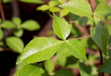 Bel ağacının Hint yaprakları (bel patra) Lord Shiva 'nın en sevdiği ağaçtır.