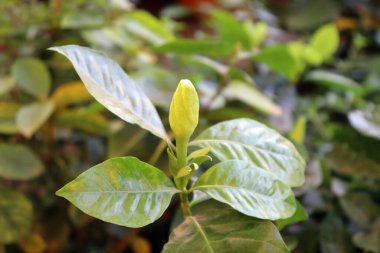 Hint ağacında yeşil bir yaprak