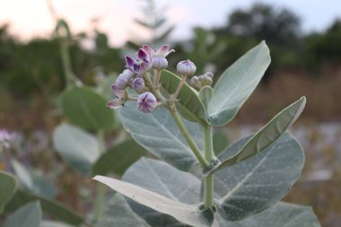 Hint Mor ve beyaz çiçekli dev süt otları çiçek açıyor. Güzel beyaz ve mor çiçekler (Calotropis procera)