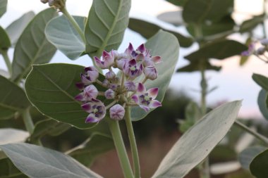 Hint Mor ve beyaz çiçekli dev süt otları çiçek açıyor. Güzel beyaz ve mor çiçekler (Calotropis procera)