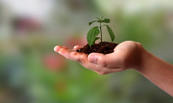 人工和植物因白色背景 自然和小心而隔离 — 图库照片