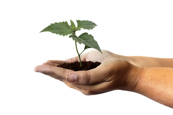 Természeti Környezet Föld Napja Koncepció Növekvő Növény Kids Átadja Fehér — Stock Fotó