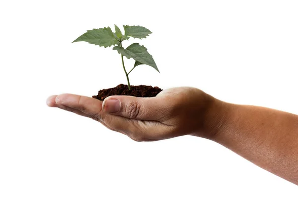 Ambiente Natural Conceito Dia Terra Planta Crescente Mãos Crianças Sobre — Fotografia de Stock