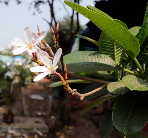 Hermosas Flores Plumeria Frangipani Plumeria Árbol Del Templo Árbol Del — Foto de Stock