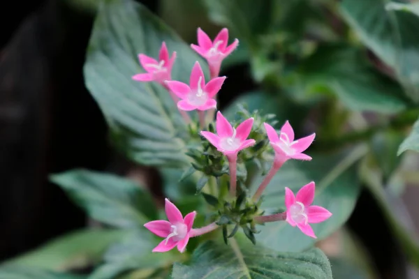 Pentas Dark Pink Flower India Plants — Stock Photo, Image