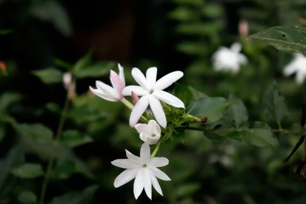 Weiße Stern Jasminblüte Balkonblumen — Stockfoto
