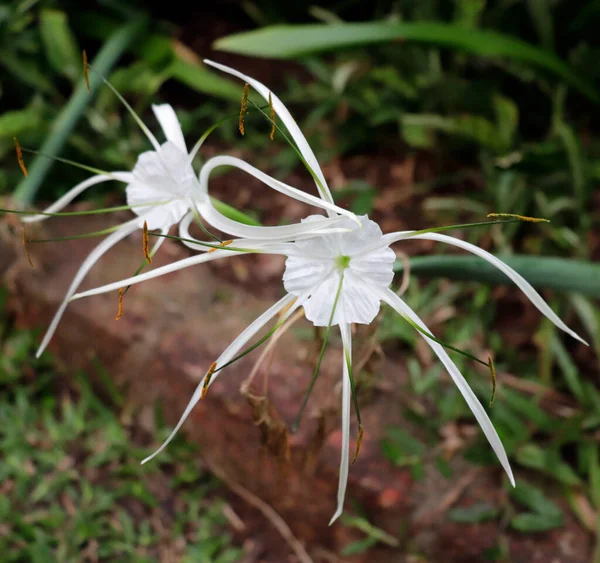 Hymenocallis littoralis, zambakgiller (Hymenocallis) familyasından bir bitki türü.