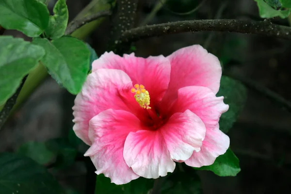 Schöne Rosa Rosafarbene Chinesische Hibiskusblüte Hawaiian Rosa Sinensis Shoeblackplant Rose — Stockfoto