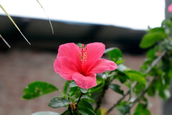 Chemparathi Tropical Asian Red Flower Hibiscus Rosa Sinensis China Rosa — Foto de Stock