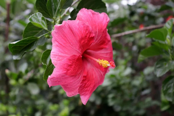Hermoso Rosa Rosa Color Chino Hibisco Hawaiano Rosa Sinensis Shoeblackplant — Foto de Stock