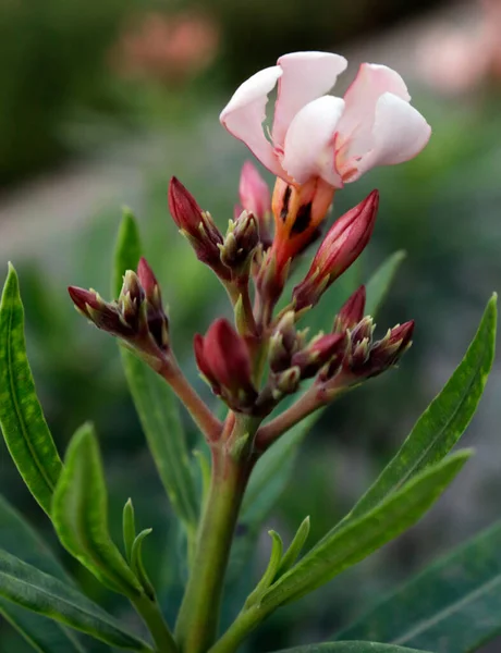 Punto Flores Rosa Vivo Amarillo Plumeria Tree — Foto de Stock