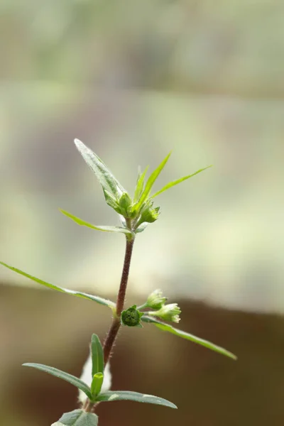 Close Green Leaf Tree — Stock Photo, Image