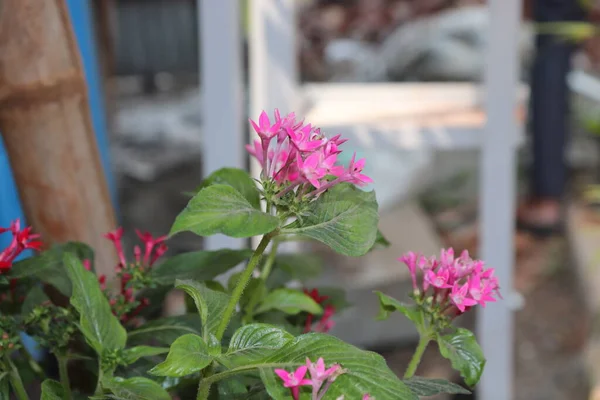 pentas dark pink Flower india Plants