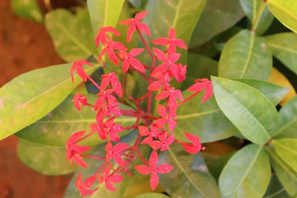 Pentas Dunkelrosa Blume Indische Pflanzen — Stockfoto