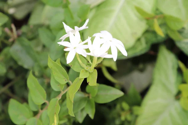 Star Jasmine Indian Mogra Ist Eine Wunderschöne Duftende Weiße Blume — Stockfoto