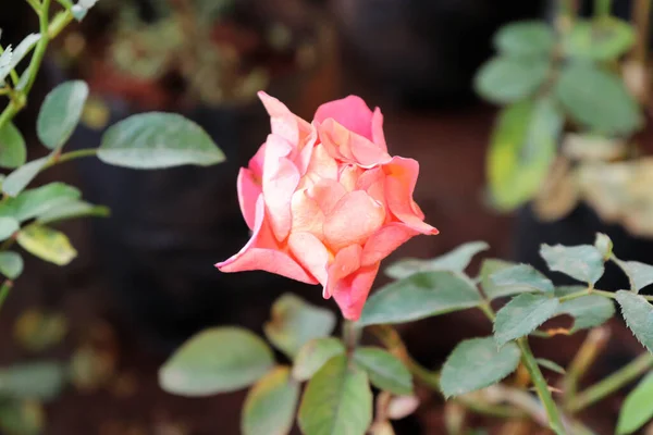 Розовый Цвет Розовый Цветок Саду — стоковое фото