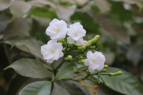 Chandni Flower Tree India Tabernaemontana Coronaria Plant — Stock Photo, Image