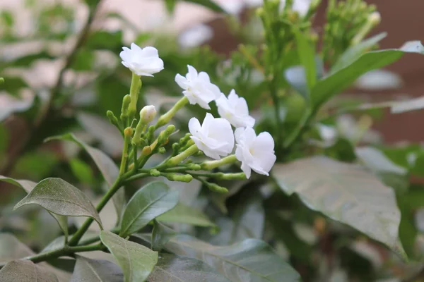 Chandni Blumenbaum Indien Tabernaemontana Coronaria Pflanze — Stockfoto