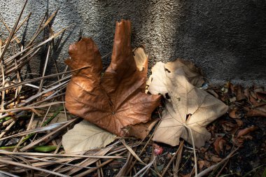 Yere saçılmış kuru yapraklar.