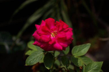 Bahçede pembe gül çiçeği