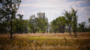Yazın doğa, ağaçlar ve çimenler.