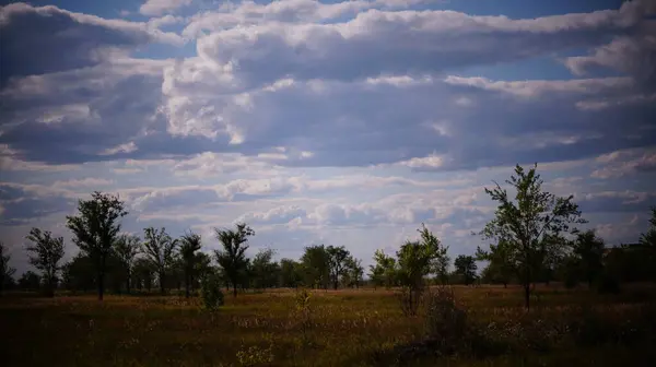 Natureza Verão Árvores Grama — Fotografia de Stock