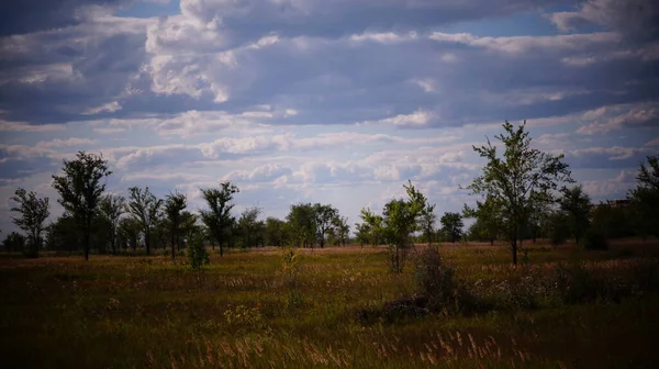 Natuur Zomer Bomen Gras — Stockfoto