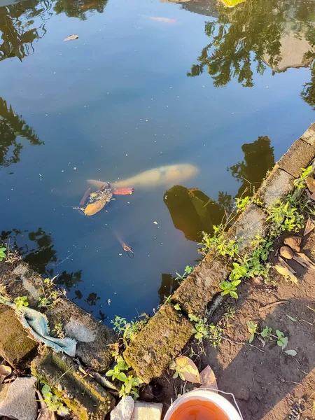 Big Koi Fish Pond — Stock Photo, Image
