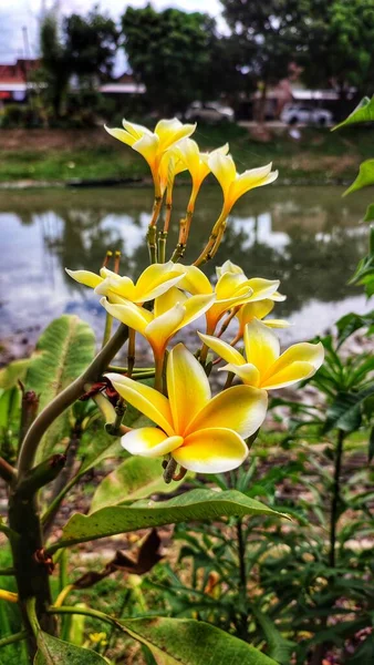 Beautiful Yellow Blooming Flowers River — Stock Photo, Image