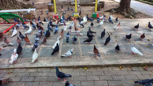 Pigeons Very Large Numbers — Stock Photo, Image