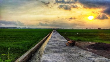 Pirinç tarlalarında güzel bir akşam manzarası