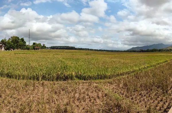 Krásná Atmosféra Širokém Rýžovém Poli Bund Chladným Zavlažováním — Stock fotografie