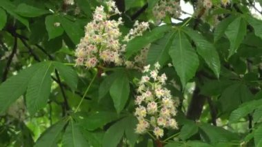 Yağmurda kestane. Yeşil yapraklardan ve çiçeklerden damlayan yağmur damlaları. Yakın plan..