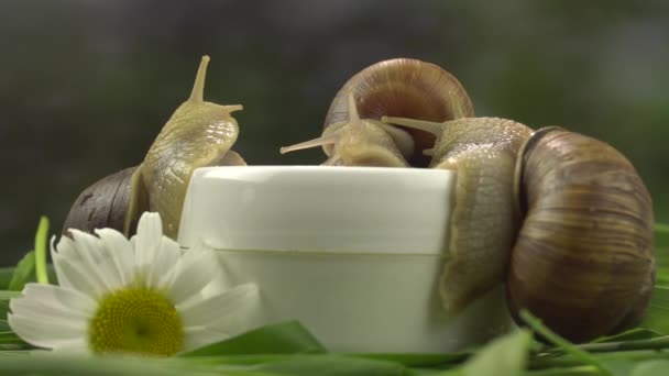 Snails are crawling on a jar of cosmetic cream, next to which lies a chamomile.Close-up.4k — 비디오
