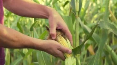 Çiftçi elinde genç mısırı, yakın mesafeden tutuyor. tarım endüstrisi.