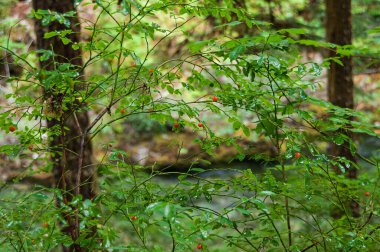 Tatlı Red Wilderness Huckleberry