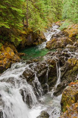 Opal Creek Vahşi doğada geziniyor.