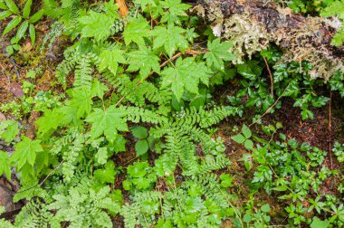 Vahşi doğadaki Orman Zemini Çeşitliliği