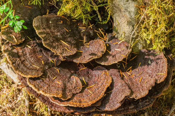 Turquia Tail Mushrooms Wilderness — Fotografia de Stock