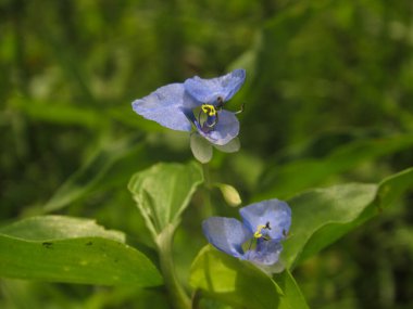 Planta Commelina diffusa, sometimes known as a climbing day flower, Blue flowers clipart