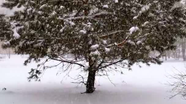 森の中の雪 — ストック動画