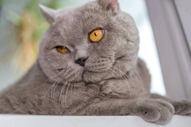 Gri kedi İngiliz pencerenin önünde yatıyor.