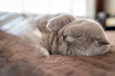 Sarı gözlü kedi İngiliz.